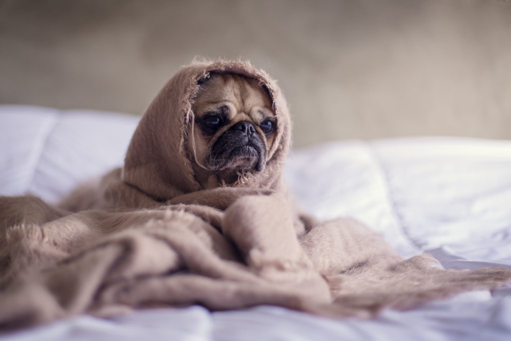 sad dog wrapped in a blanket on a bed. 